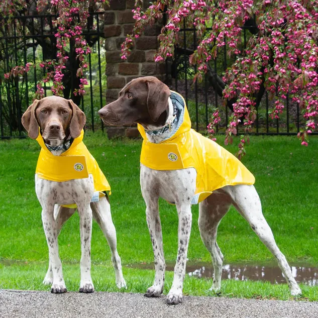 Raincoat Slicker | Yellow Striped Bone