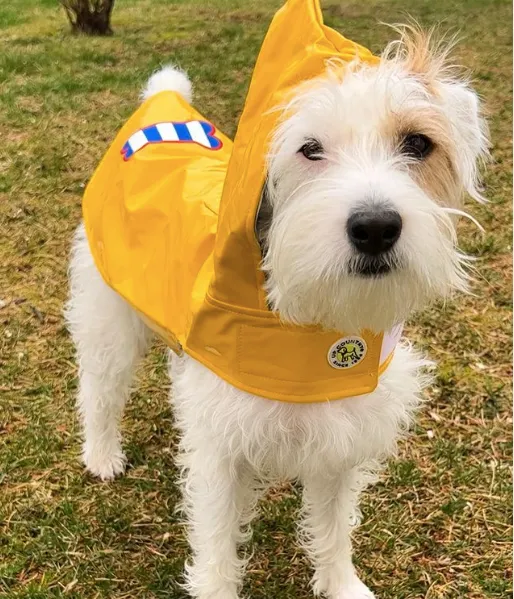 Raincoat Slicker | Yellow Striped Bone